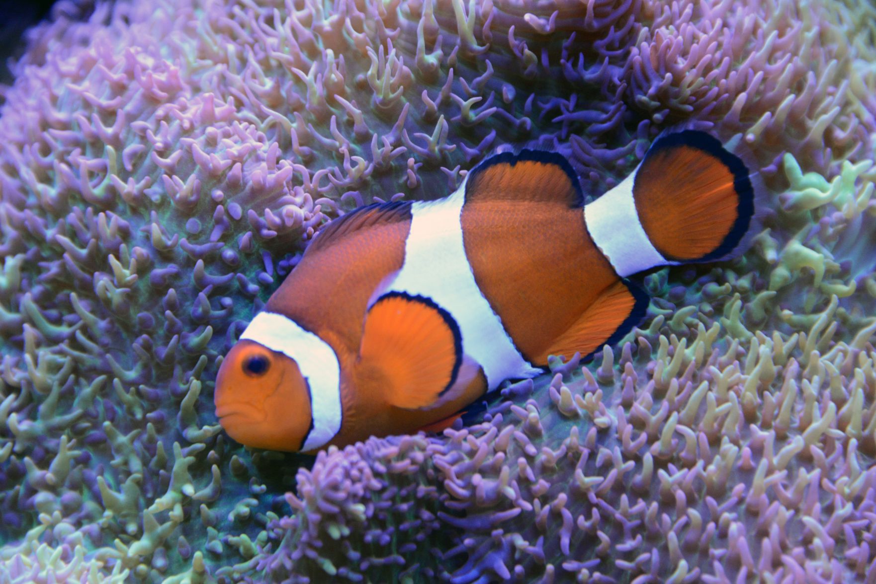 Clown fish in its home